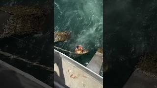 Download lagu Mancing Ikan kerapu besar dibawah jembatan #mancing #fishing #videoshort #ikankerapu mp3