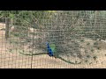 Male Peacock Displaying At Chester Zoo 19 05 25