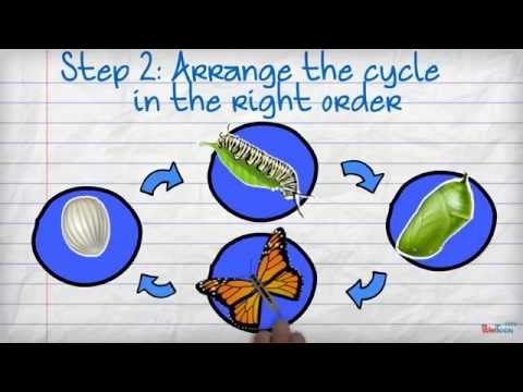Insects Life Cycle Free Video