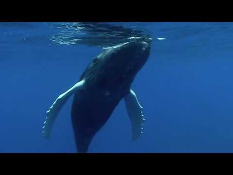 "The Little Baby Humpback Whale" written and sung by Brent Holmes (Now on Spotify & Apple Music)