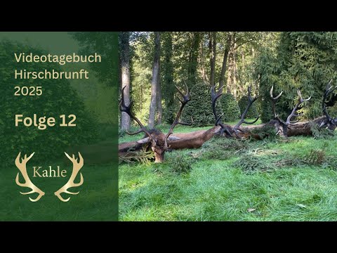 Spannende Pirsch und 4 kapitale Hirsche auf der Strecke! Hirschbrunft in Masuren / Polen | Tag 12