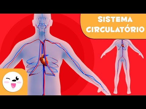 Sistema Circulatório para Crianças | O Corpo Humano para crianças