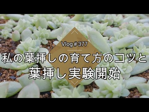 春の多肉植物の世話はどうすればいいですか？健康な植物へのガイド!  庭園