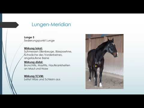 TCVM-Grundlagenkurs - Der Lungenmeridian