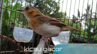 Download lagu burung planduk bukit gacor nembak panjang mp3