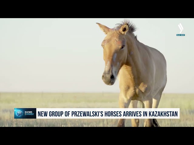 Kazakistan’a yeni bir Prjevalski atı kafilesi ulaştırıldı