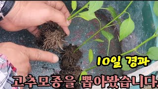 고추 뿌리 활착력 얼마만큼? 뽑아서 확인!