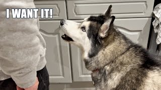 Vacation Won’t Stop My Husky Arguing With His Nan!