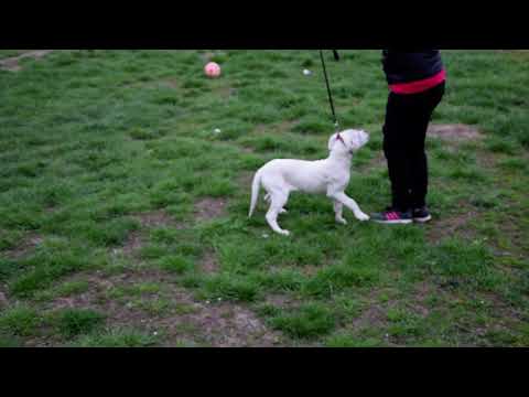 Argentinische Dogge Welpe kaufen