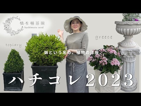 日よけ用の鉢植え:最も美しい5種 庭の練習