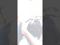 Head Shave 38