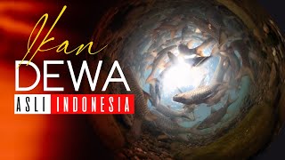 Download lagu Get to know more closely the #fish #god native to #Indonesia whose price is exorbitant mp3