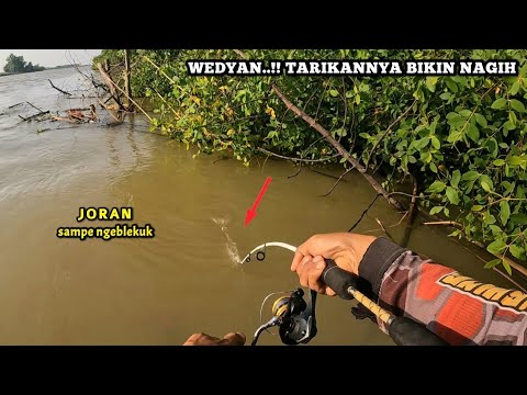 Beruntung sekali..!! Nemu spot baru isinya kakap semua || Mancing Barramundi Muara