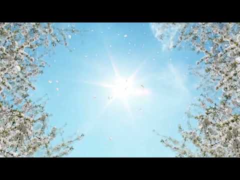 Calming Music - Blossoming cherry trees and sunny sky