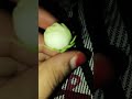 Gundu Malli Song Gundu Malli Poo