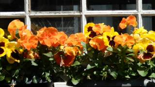 Download lagu iis sugianto-bunga sedap malam mp3 Download lagu iis sugianto-bunga sedap malam mp3