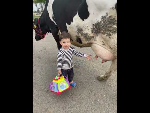 Atunci când descoperi ca vaca are “țiți”😂