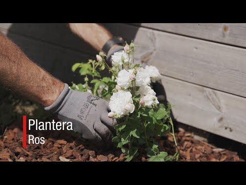 Plantera ros