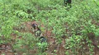 Three 9 month old part black creek pups