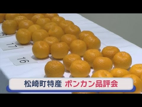 YouTube Video 特産のポンカンの品評会　太田ポンカンや今津ポンカンなど４品種４０品が出品　静岡・松崎町