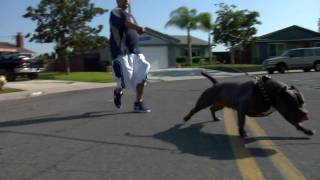 AMERICAN BULLY - DIEGO&#39;S SINNER