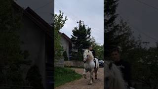 Download lagu Beautiful Horse #horse #horses mp3
