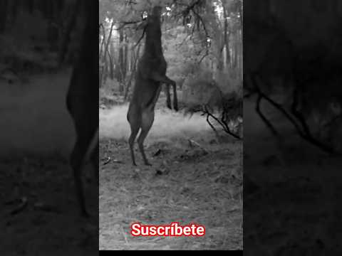 LA HISTORIA REAL DETRAS DE 99 NOCHES EN EL BOSQUE | ROBLOX ‎⁨@TheLeroy21⁩  #TheLeroy21