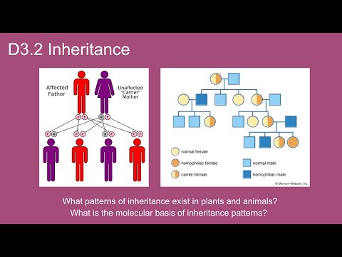 D3.2 Inheritance - IB Biology New Curriculum 2025