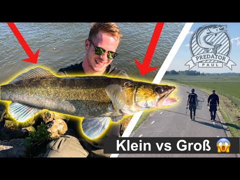 MONSTERBARSCHE oder ZANDERINFERNO?! - Große Köder vs kleine Köder
