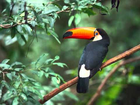 Revelation Haiti  Viktwa