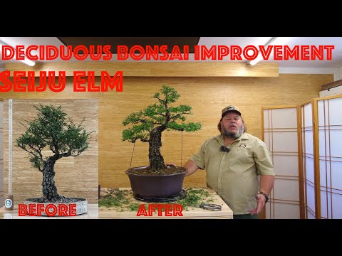 Deciduous Bonsai Improvement - Seiju Elm - Greenwood Bonsai Studio