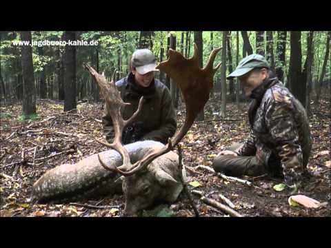 Miss Jägerin erlegt nach spannender Pirsch einen kapitalen Damschaufler zur Hochbrunft!