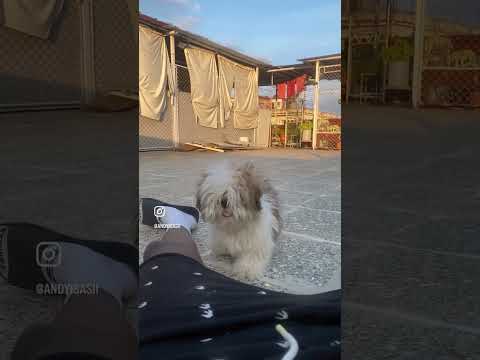 #dog #shitzu #fresh #funny #funnyvideo #viral #funnyshorts #pets #funnymoments #andyisasi #music