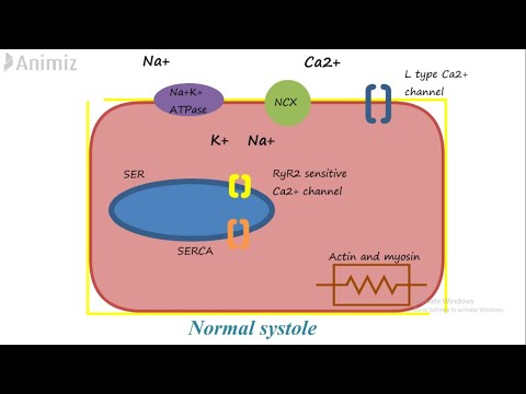 Wirkmechanismus von Digitalis (Digoxin)