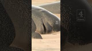 Over 40 whales dead in Scotland mass stranding