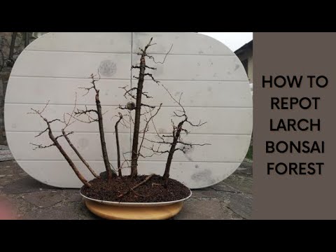 #2 How to Repot Larch Bonsai Forest and Save Money on Bonsai Pots