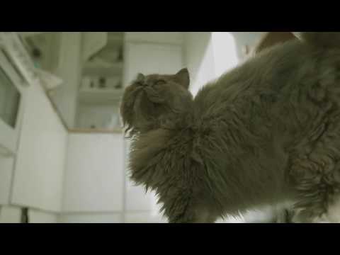 AMC: Preacher - Intro / Opening Credits Style (with my cat)