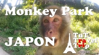 preview picture of video 'Japon - 地獄谷野猿公苑 - Jigokudani Monkey Park (Yamanouchi, Japan) [ GoPro ]'