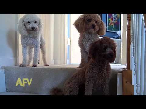 Prosecuting the Poodles