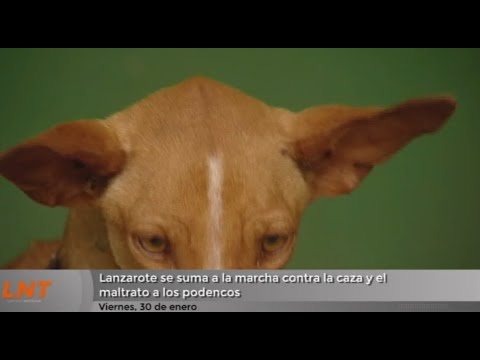 Lanzarote se suma a la marcha contra la caza y maltrato a los podencos