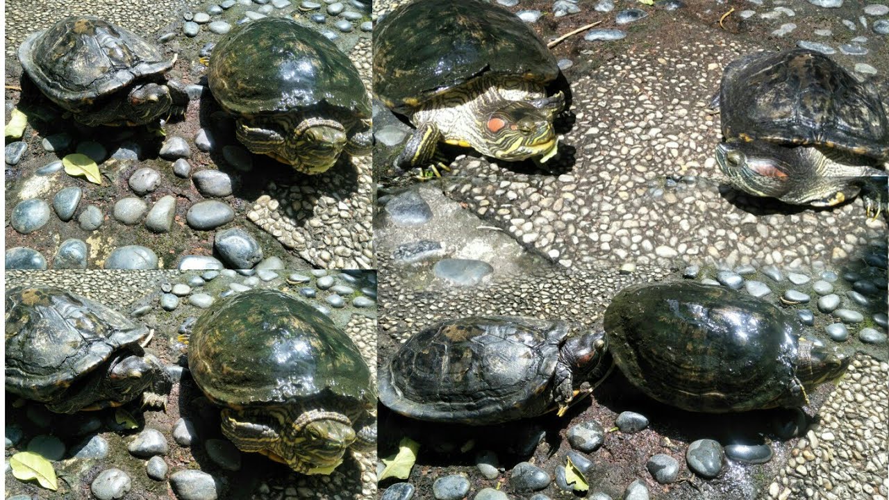 Putar video ANO ANG KINAKAIN NG MGA PAGONG,, NANGANGAGAT BA ito sekarang ANO ANG KINAKAIN NG MGA PAGONG,, NANGANGAGAT BA ito