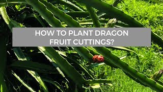 How to plant dragon fruit cuttings? | The Millennial Farmer