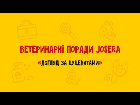 Корм для цуценят: поради ветеринарів Josera щодо харчування та догляду