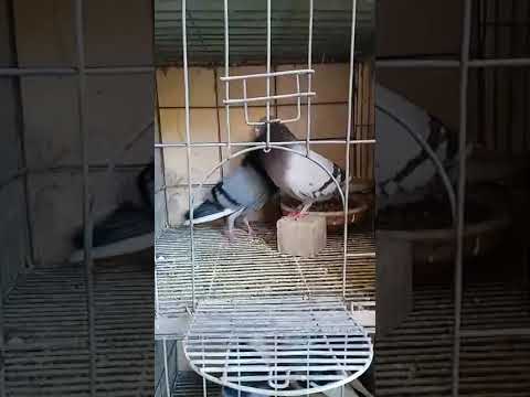 El rencaste 🔥🔥otro de los tiros del team jaimanitas 🔥🔥