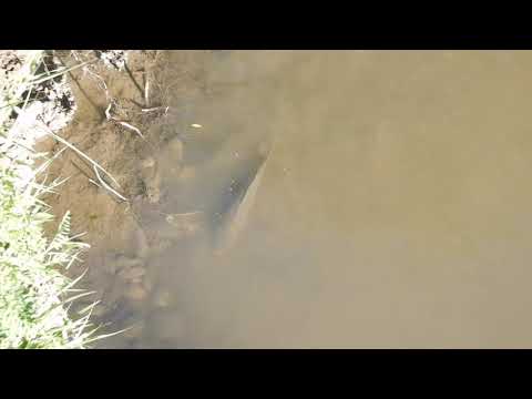 Grossa Carpa al fiume Sabato