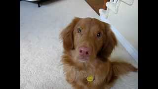 Can you close the door for me