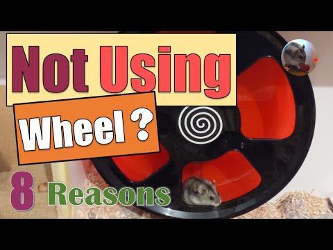 3rd YouTube video about how long can a hamster go without a wheel