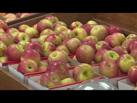 Verify: Has hot weather ruined local honeycrisp apple crop?