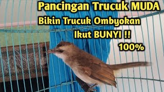 Download lagu Burung Trucuk Muda Belajar Bunyi Ampuh Untuk Pancingan Trucuk Ombyokan mp3