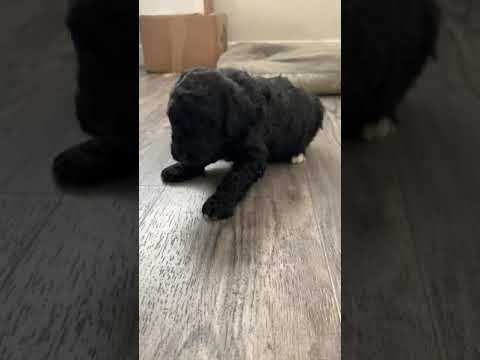 Upcoming Male - Labradoodle puppy for sale